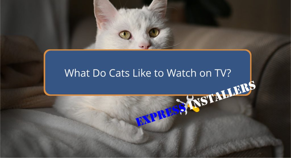 What Do Cats Like to Watch on TV