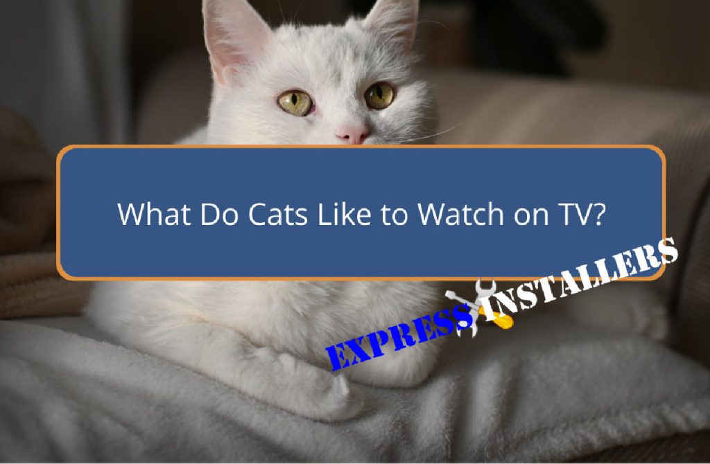 What Do Cats Like to Watch on TV